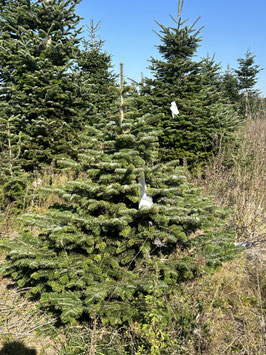 130cm Weihnachtsbaum, Nordmanntanne, 24G332