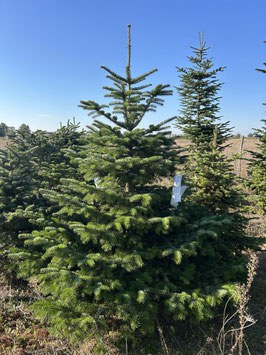200cm Weihnachtsbaum, Nordmanntanne, 24G201