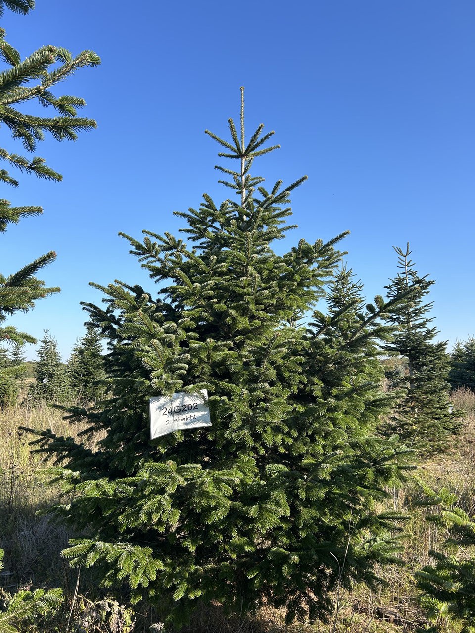 310cm Weihnachtsbaum, Nordmanntanne, 24G202