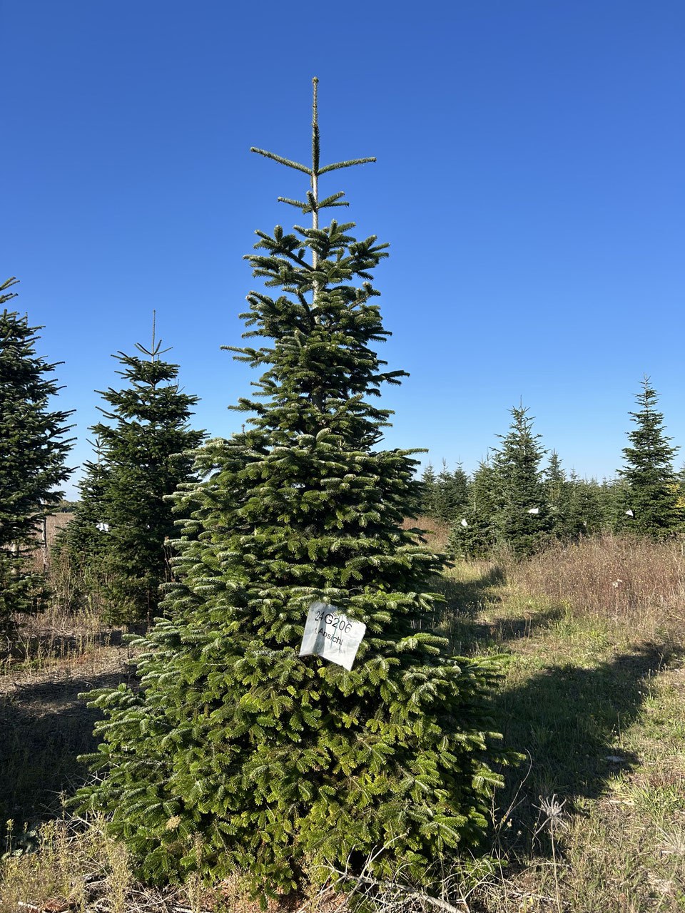 360cm Weihnachtsbaum, Nordmanntanne, 24G206