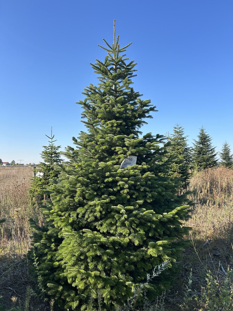 350cm Weihnachtsbaum, Nordmanntanne, 24G216