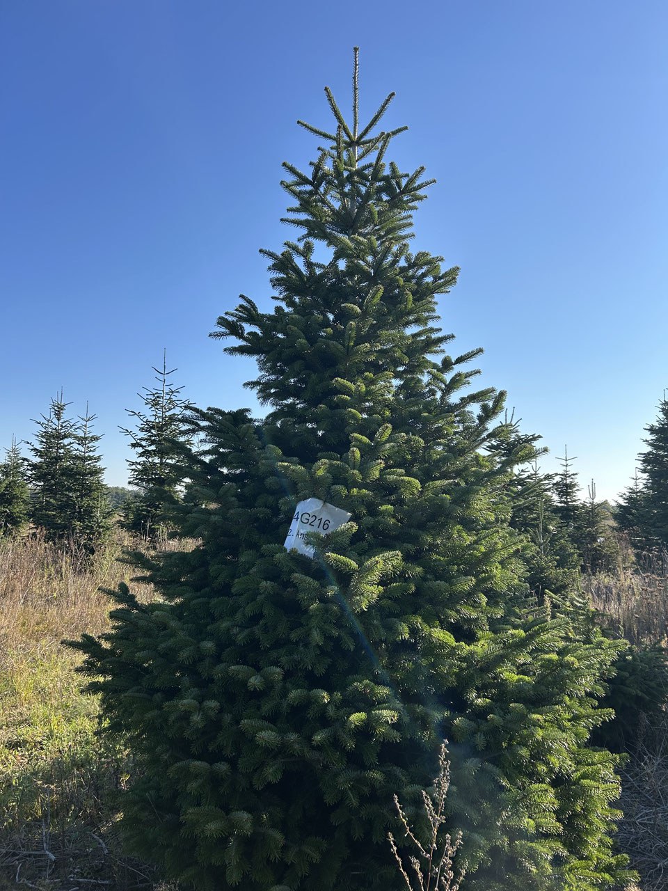 G216 image 2