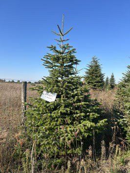 290cm Weihnachtsbaum, Nordmanntanne, 24G217