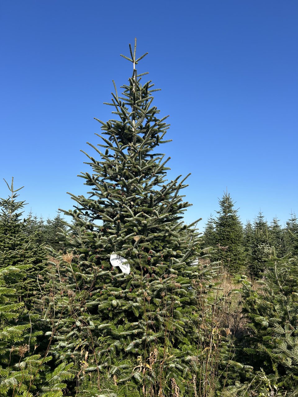 450cm Weihnachtsbaum, Nordmanntanne, 24G218