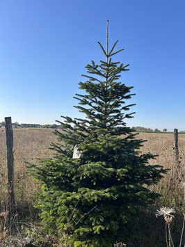 300cm Weihnachtsbaum, Nordmanntanne, 24G226
