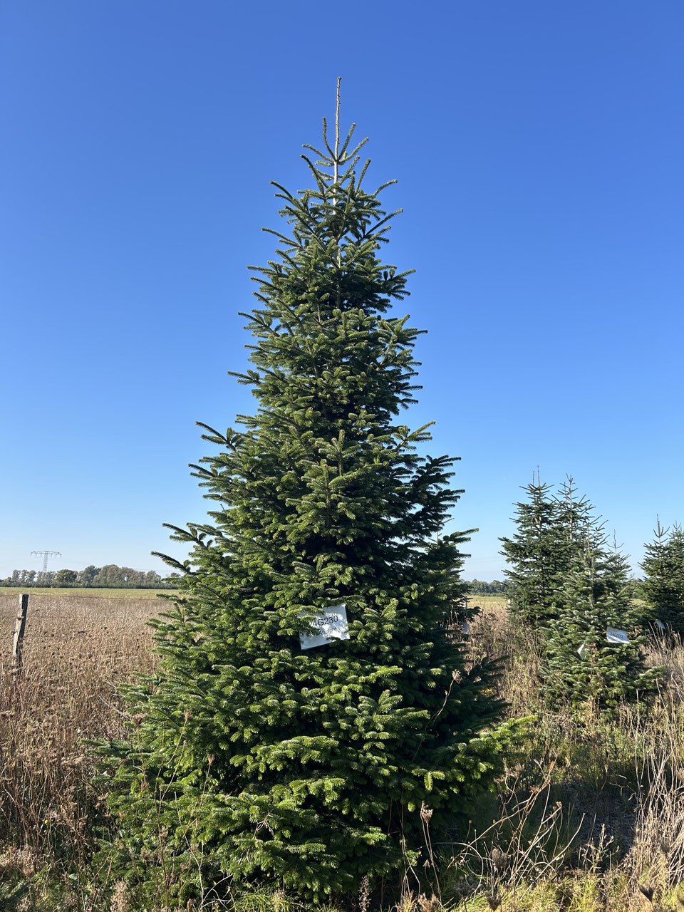540cm Weihnachtsbaum, Nordmanntanne, 24G230