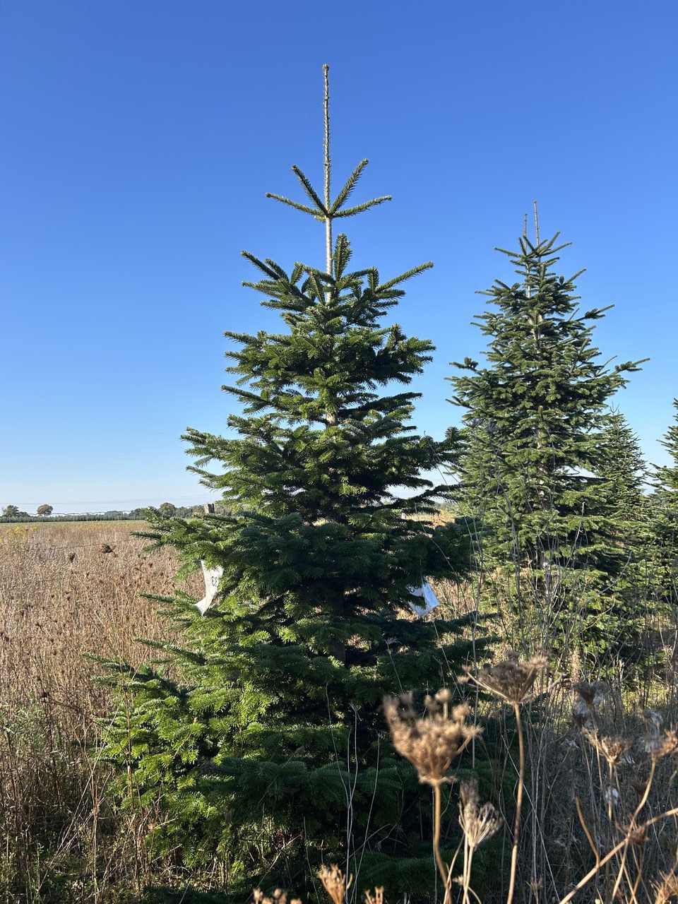 330cm Weihnachtsbaum, Nordmanntanne, 24G233