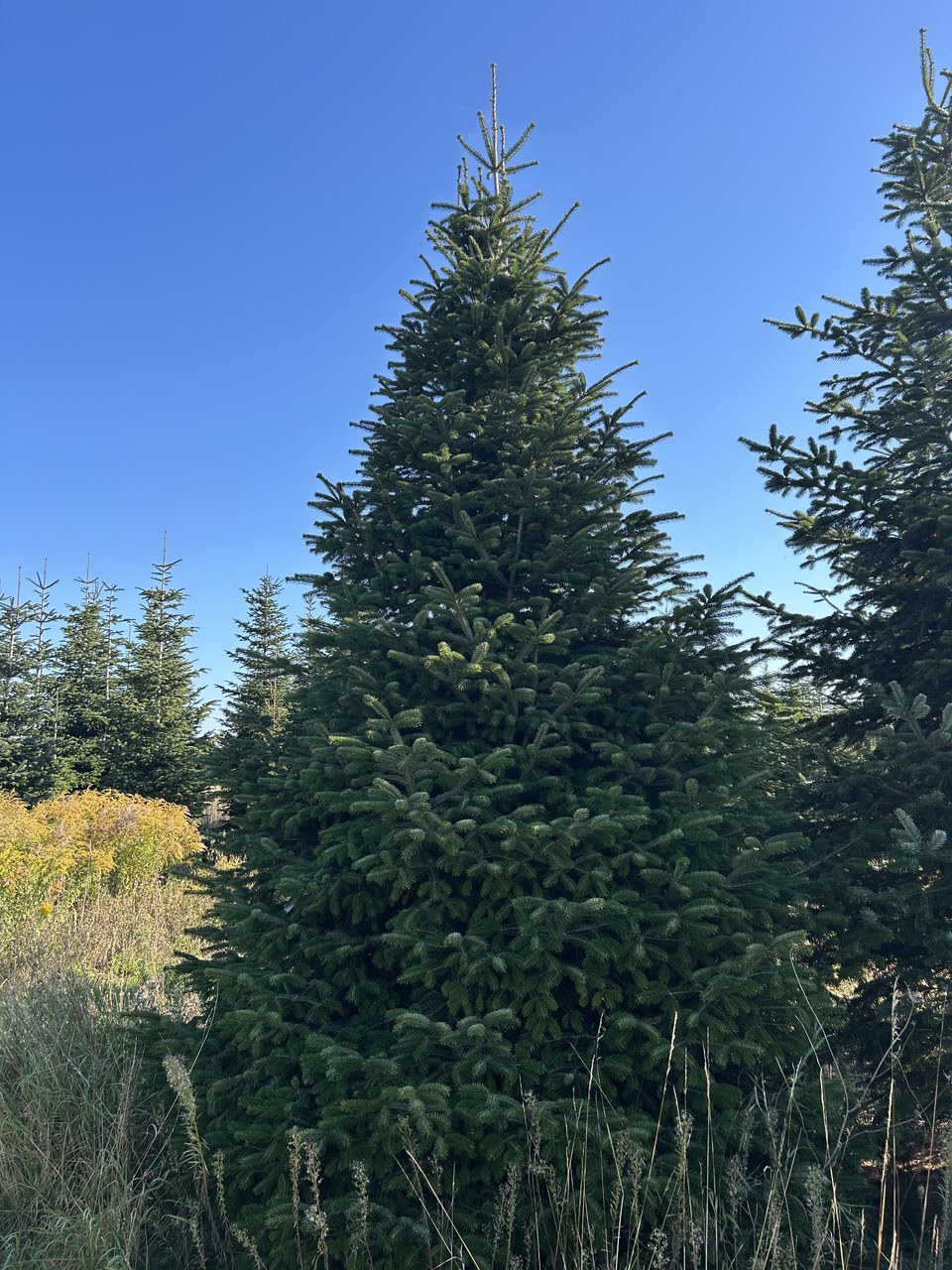 530cm Weihnachtsbaum, Nordmanntanne, 24G238
