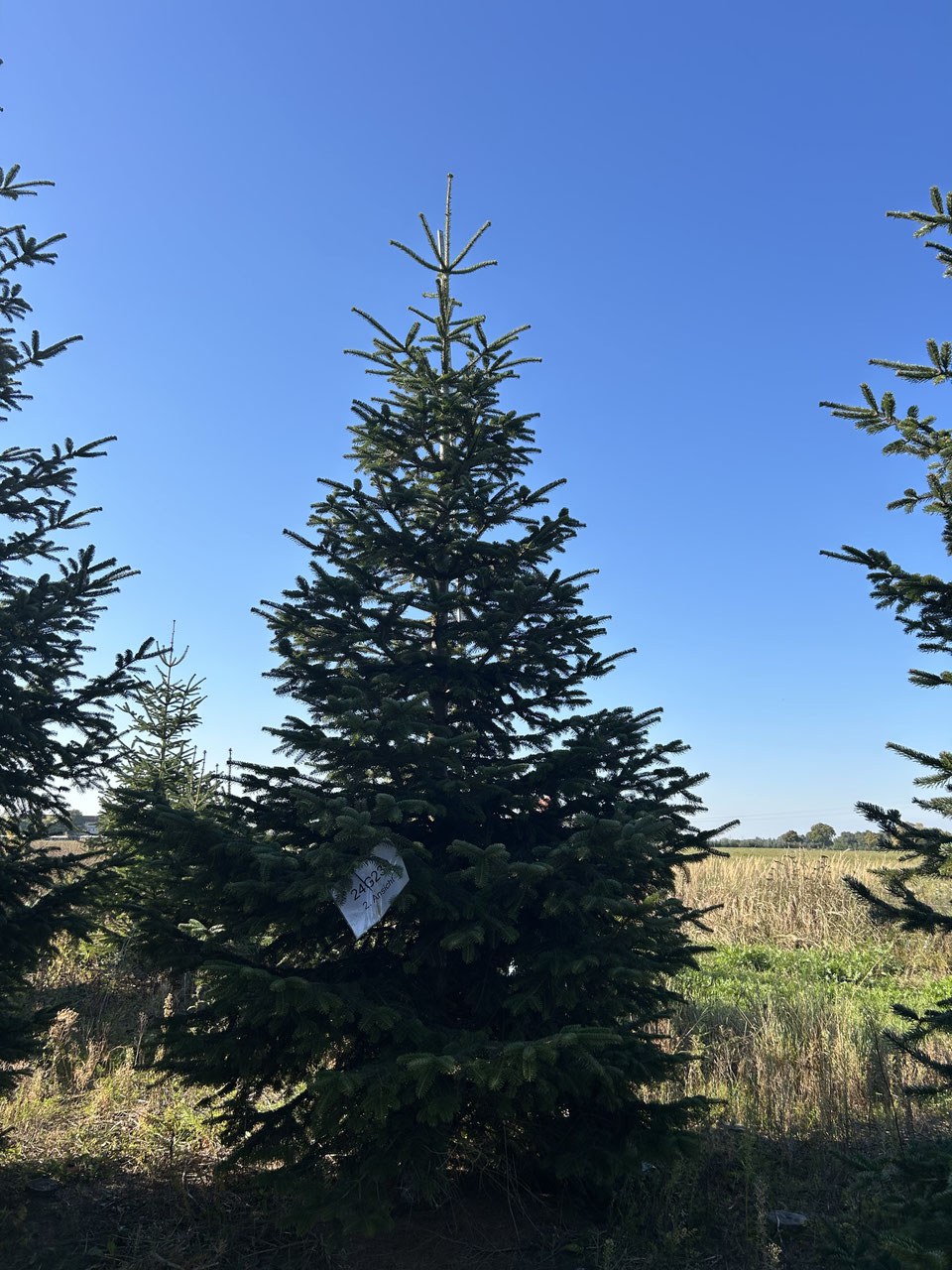 480cm Weihnachtsbaum, Nordmanntanne, 24G239