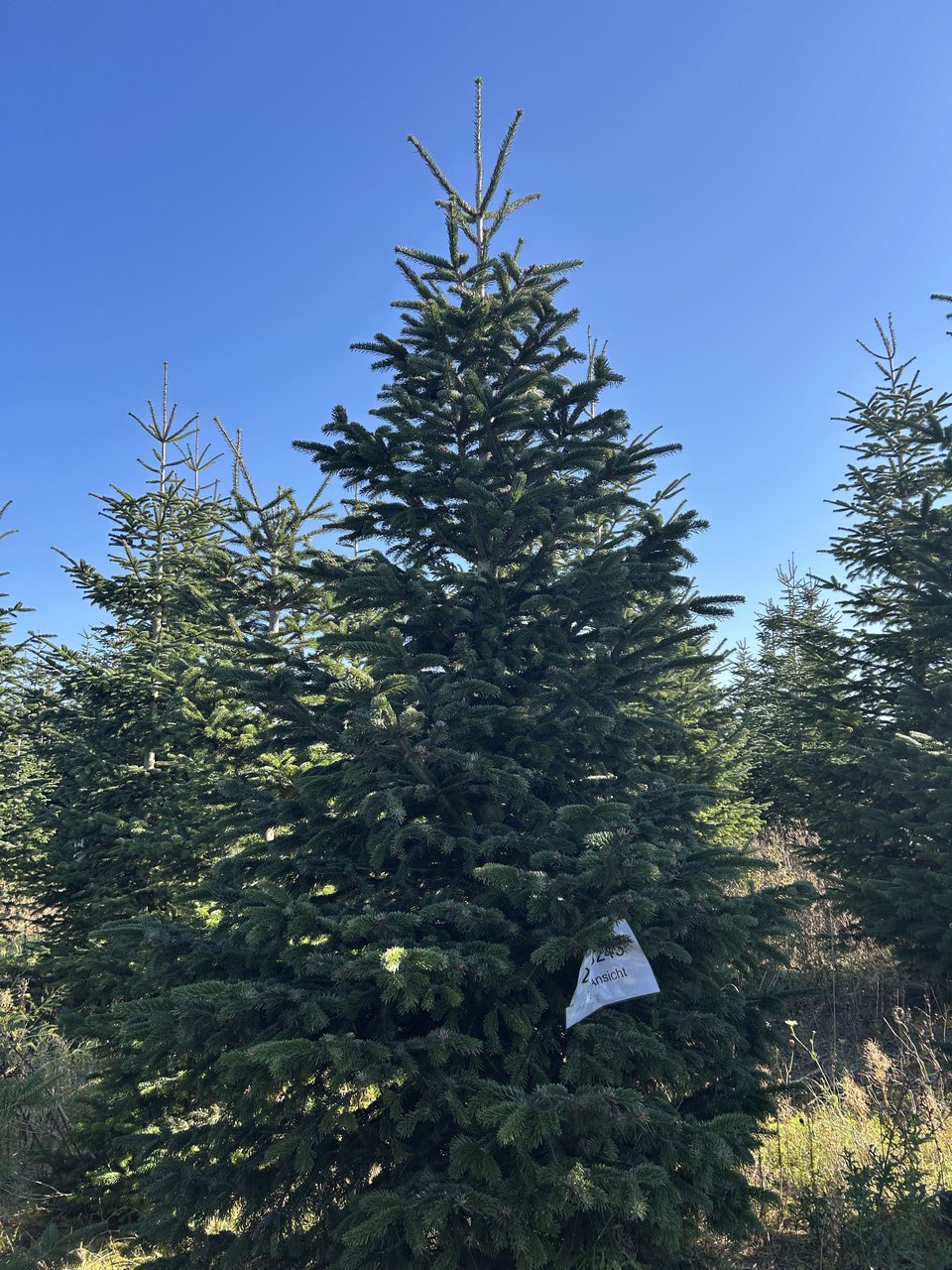 410cm Weihnachtsbaum, Nordmanntanne, 24G243