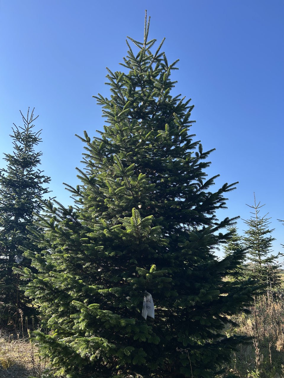 500cm Weihnachtsbaum, Nordmanntanne, 24G244