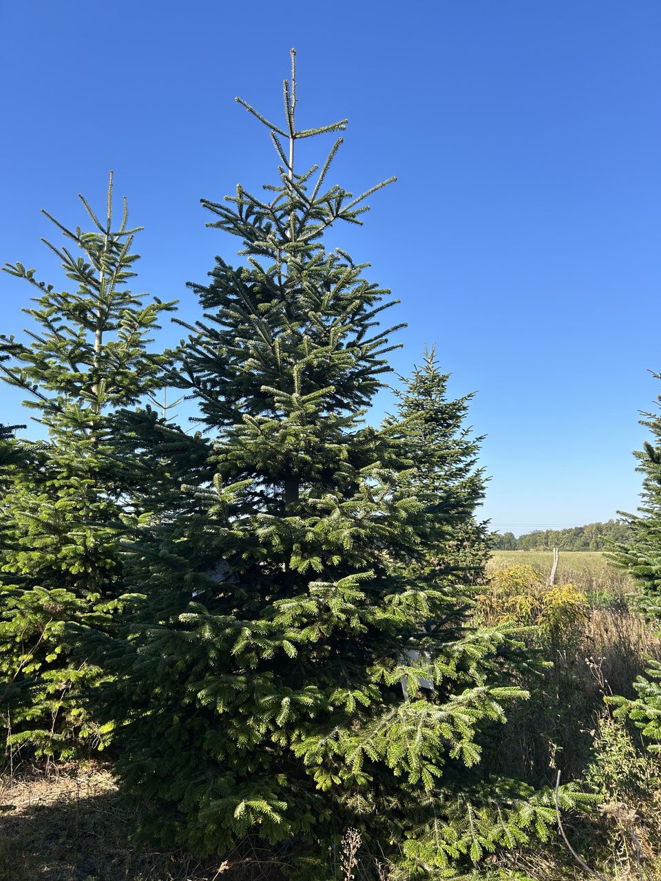 450cm Weihnachtsbaum, Nordmanntanne, 24G249