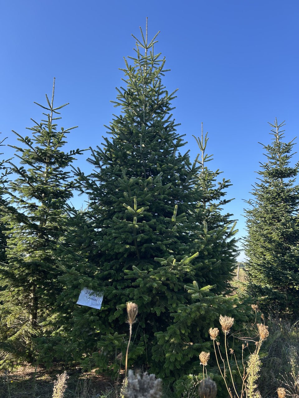 600cm Weihnachtsbaum, Nordmanntanne, 24G251