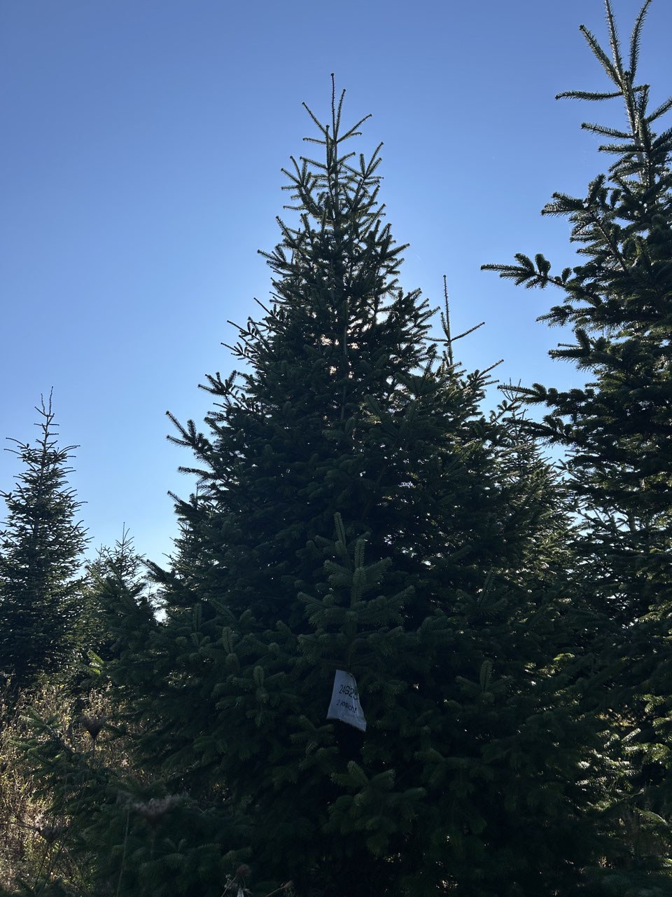 G251 image 2