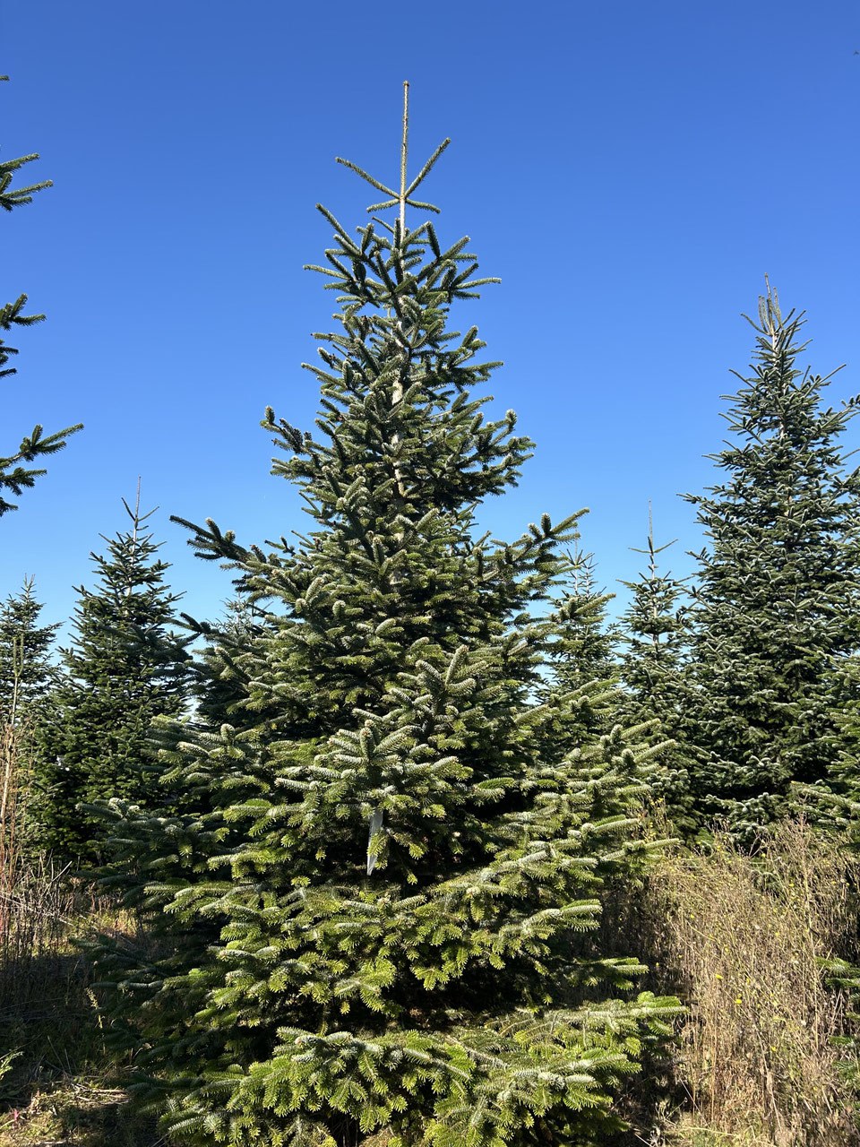 490cm Weihnachtsbaum, Nordmanntanne, 24G255