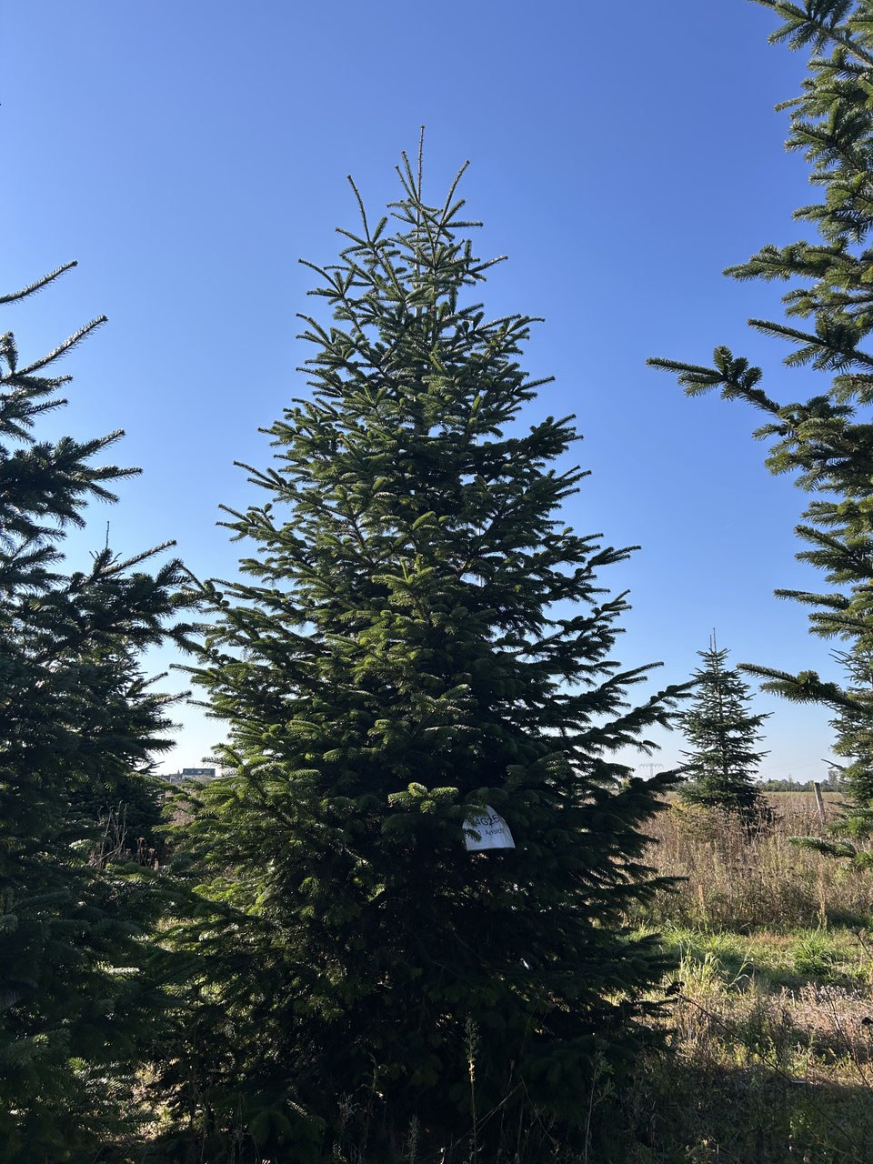 580cm Weihnachtsbaum, Nordmanntanne, 24G257