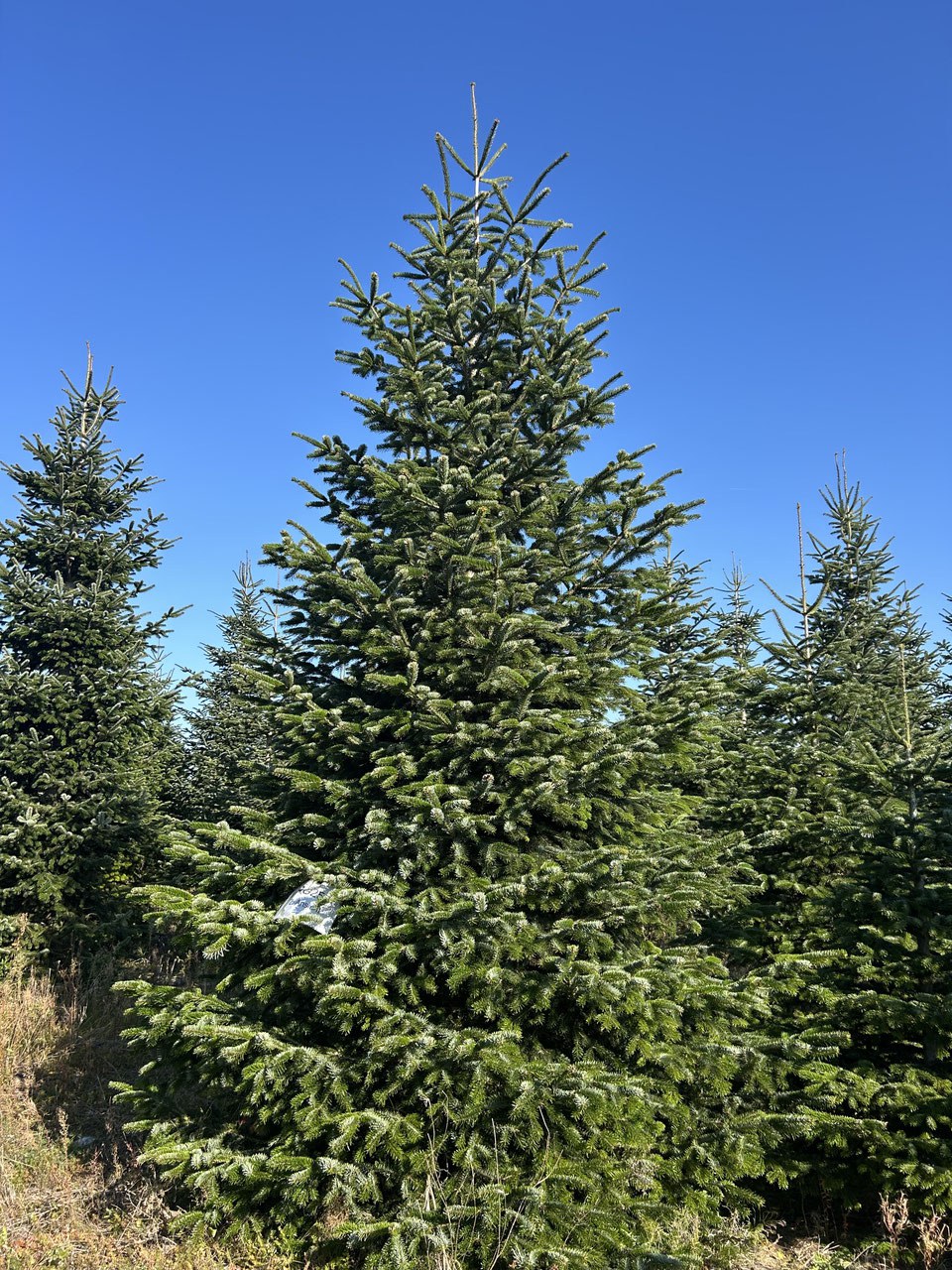 G257 image 2