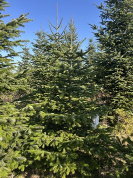 230cm Weihnachtsbaum, Nordmanntanne, 24G259