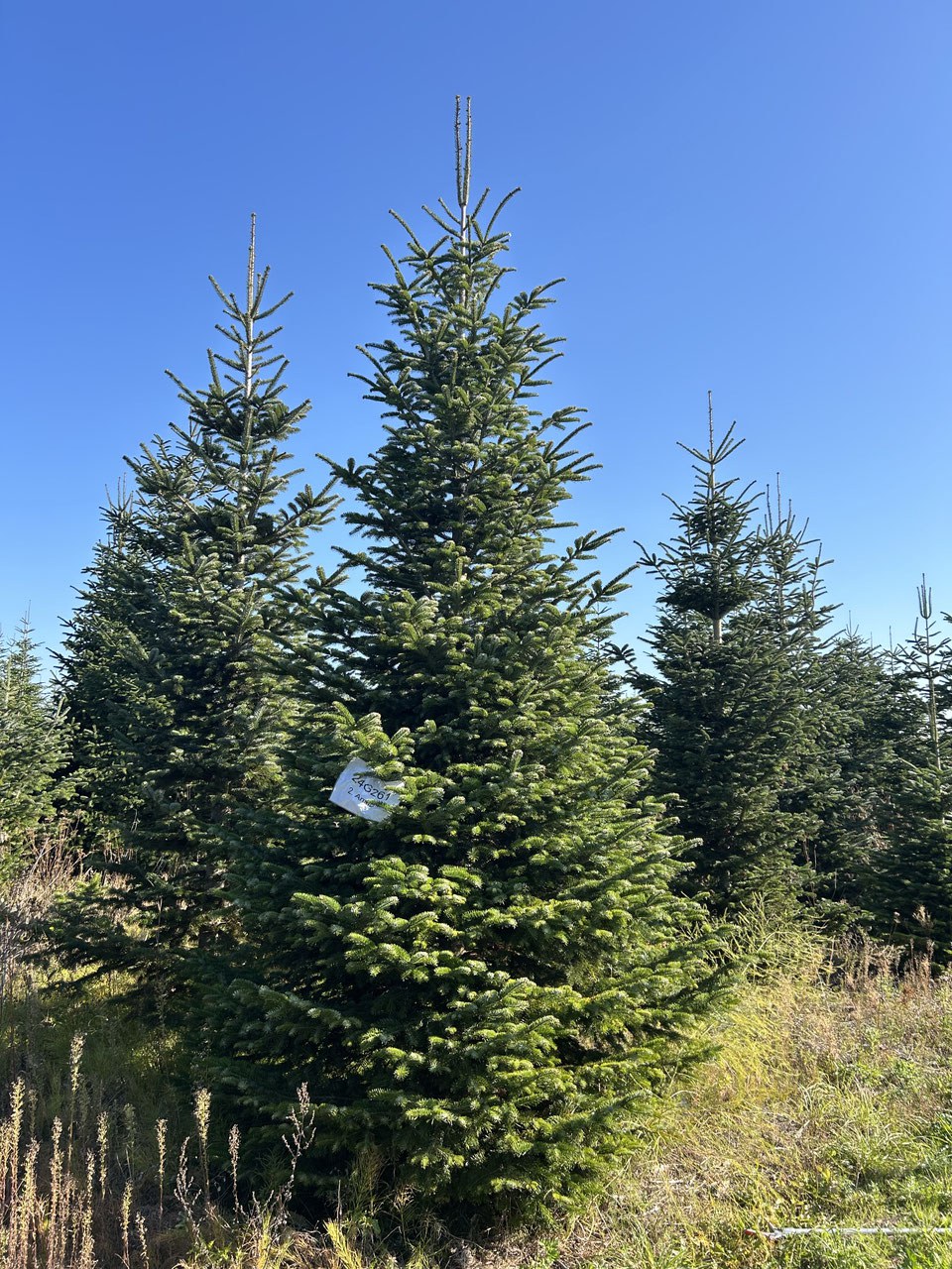 510cm Weihnachtsbaum, Nordmanntanne, 24G261