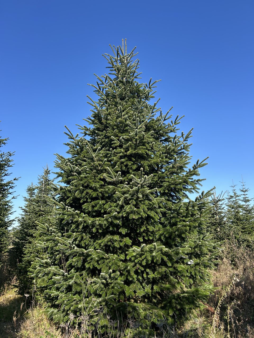 620cm Weihnachtsbaum, Nordmanntanne, 24G265