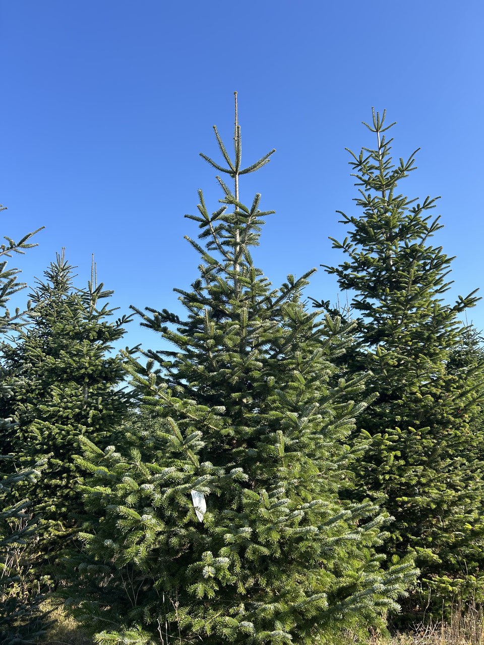 470cm Weihnachtsbaum, Nordmanntanne, 24G266