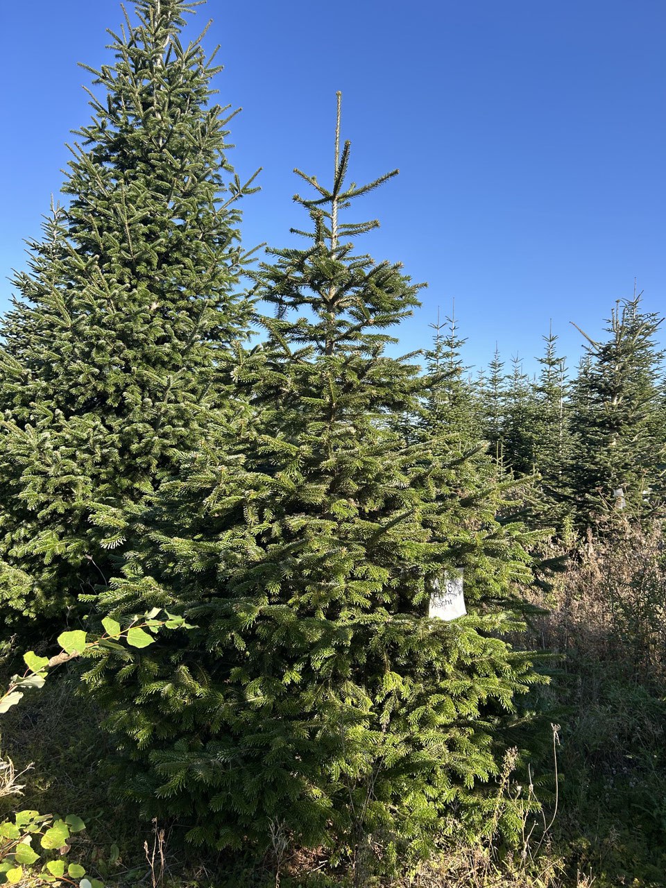 310cm Weihnachtsbaum, Nordmanntanne, 24G268