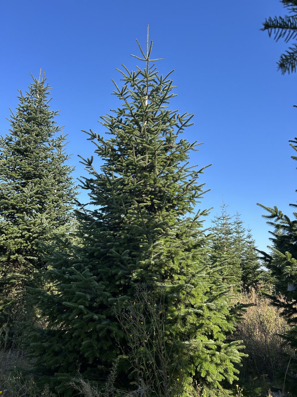 570cm Weihnachtsbaum, Nordmanntanne, 24G269