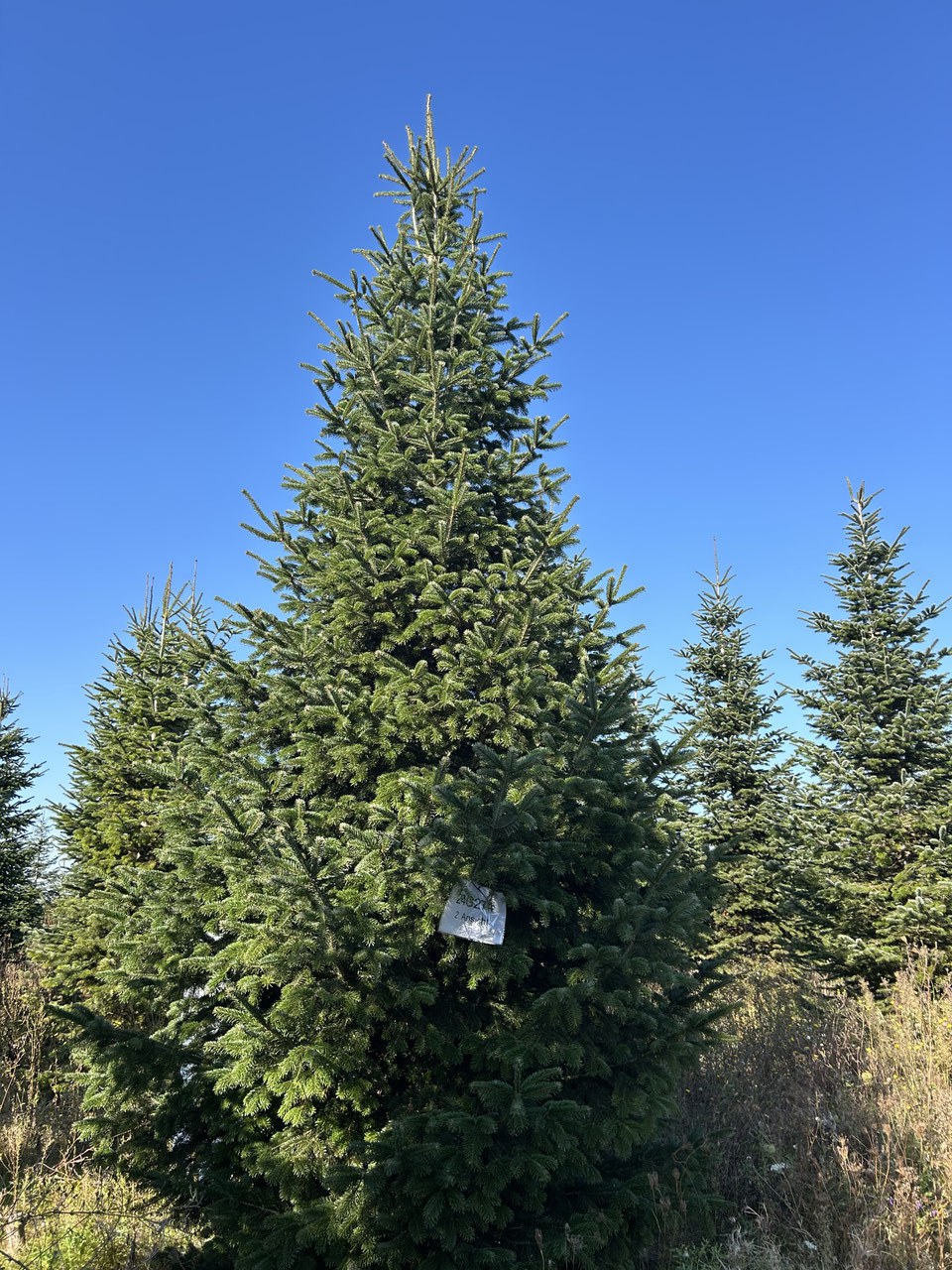 620cm Weihnachtsbaum, Nordmanntanne, 24G274