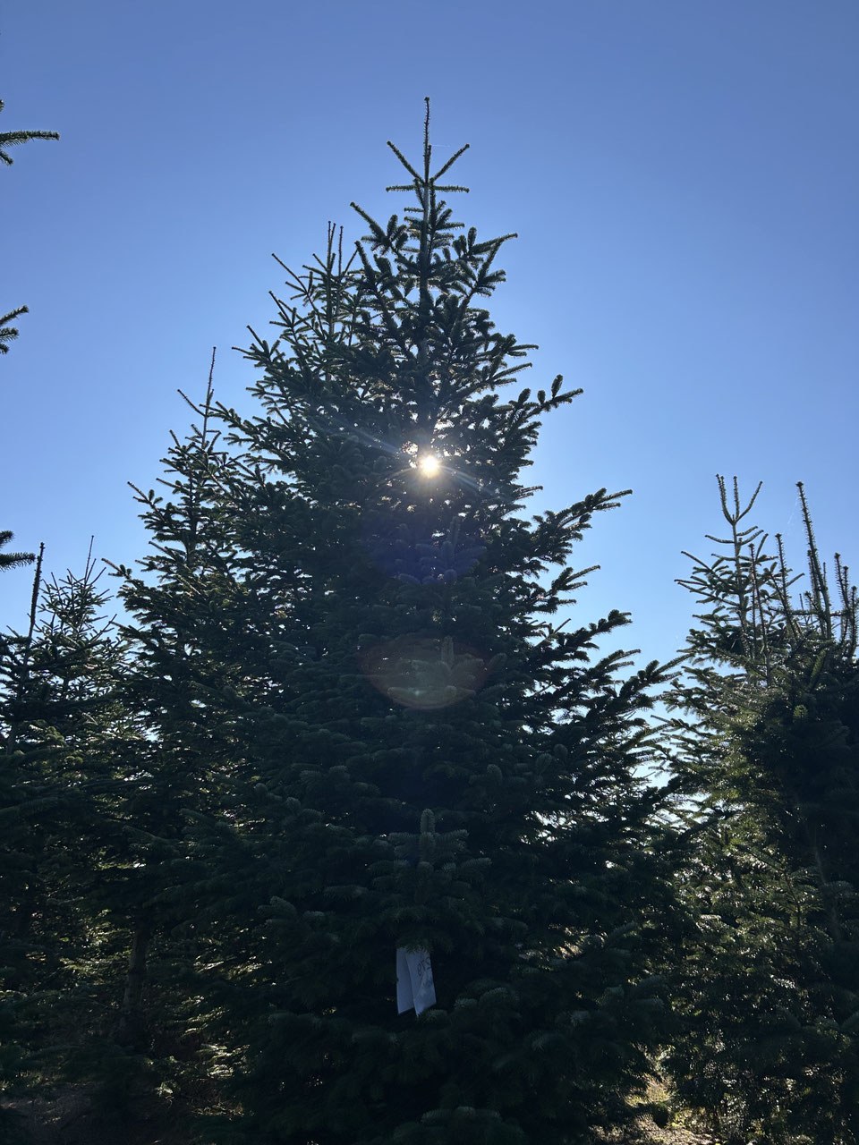 490cm Weihnachtsbaum, Nordmanntanne, 24G279