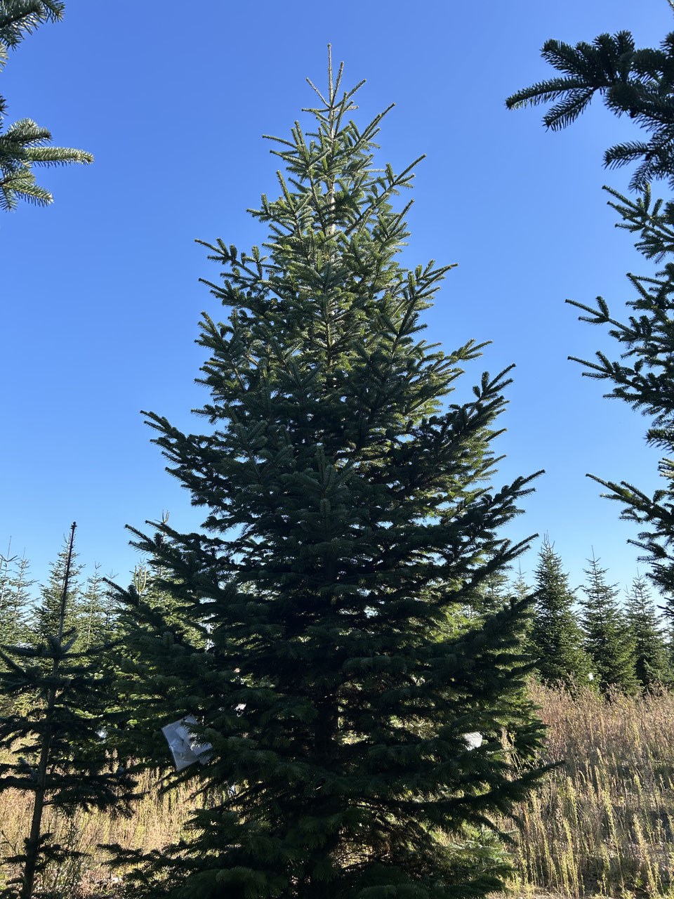 620cm Weihnachtsbaum, Nordmanntanne, 24G281