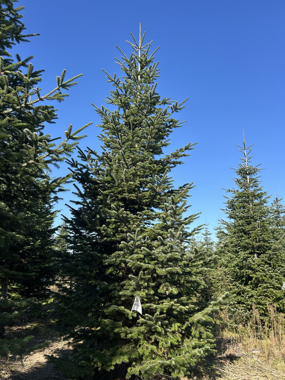 G281 image 2