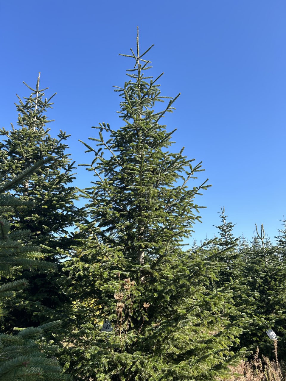 620cm Weihnachtsbaum, Nordmanntanne, 24G283