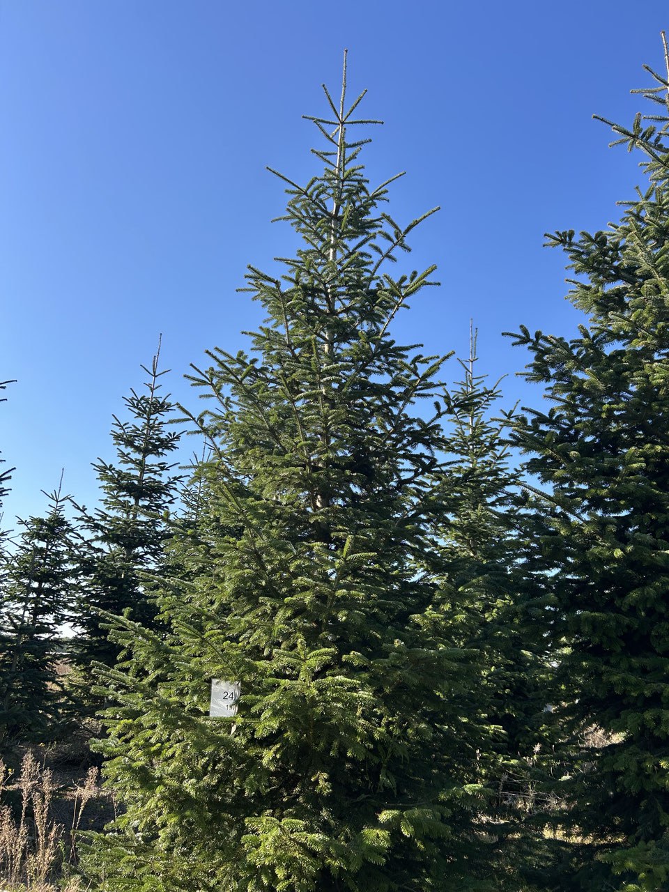 G283 image 2