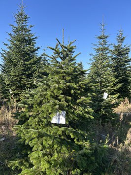 240cm Weihnachtsbaum, Nordmanntanne, 24G289