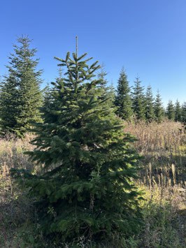 G289 image 2