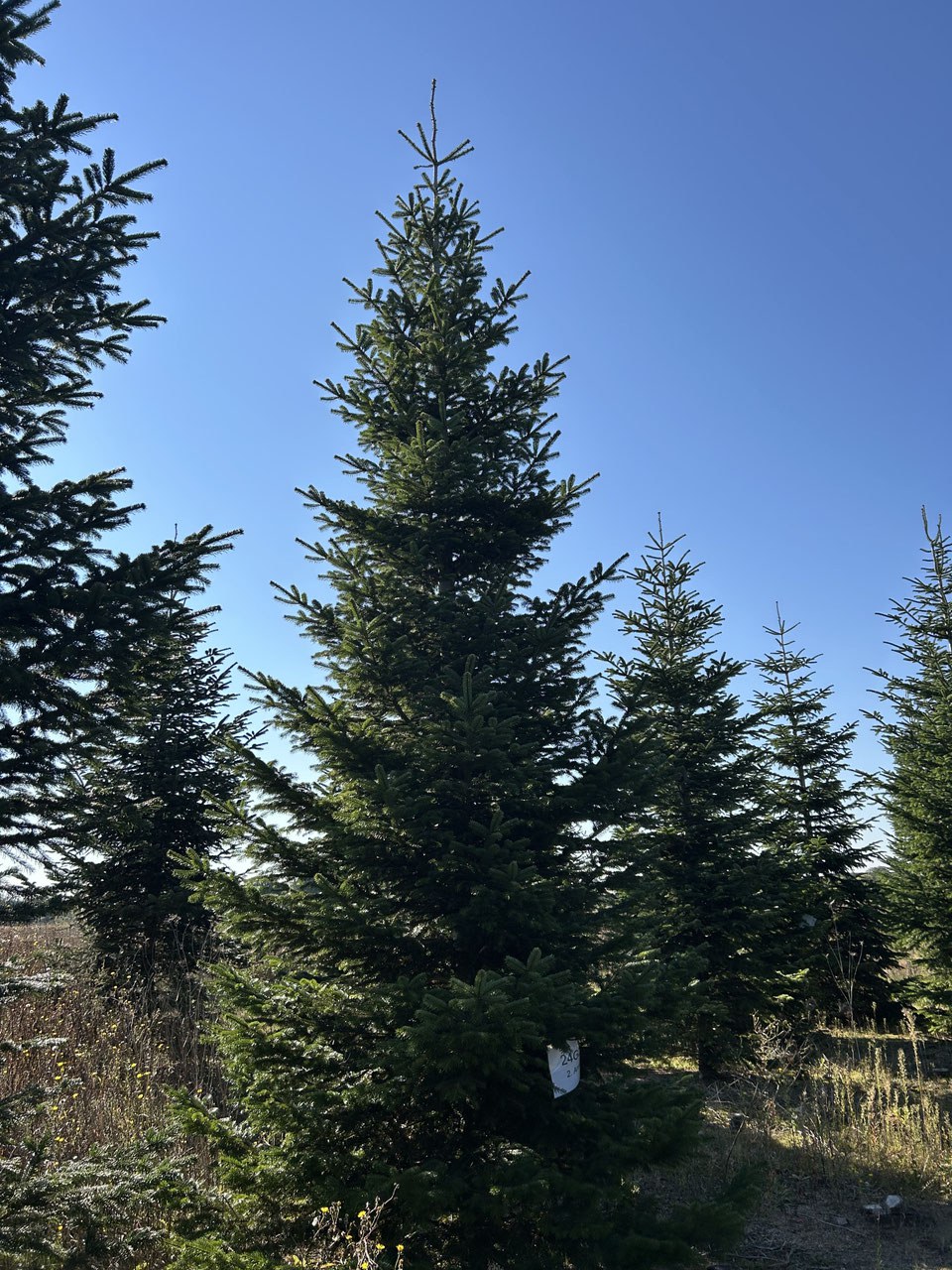 620cm Weihnachtsbaum, Nordmanntanne, 24G291
