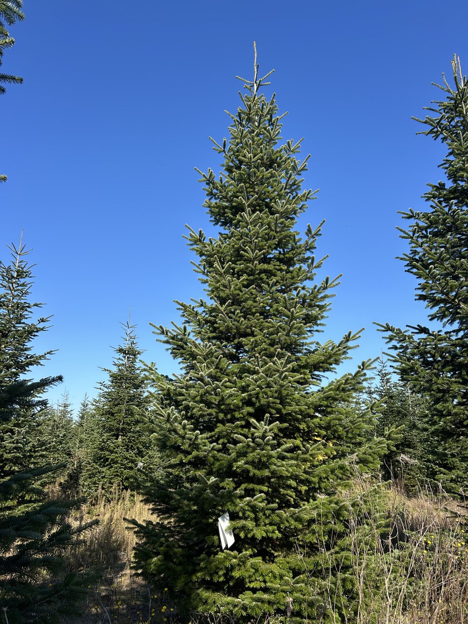 G291 image 2
