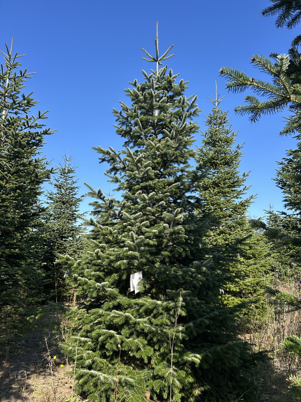 490cm Weihnachtsbaum, Nordmanntanne, 24G292