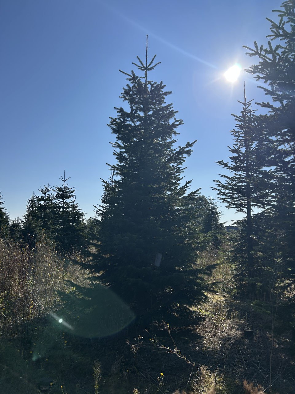 G292 image 2