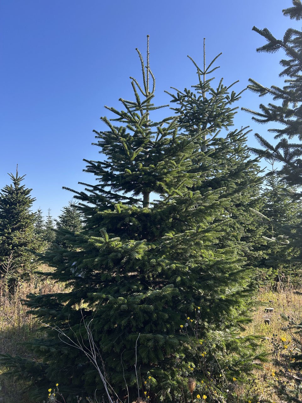 350cm Weihnachtsbaum, Nordmanntanne, 24G297