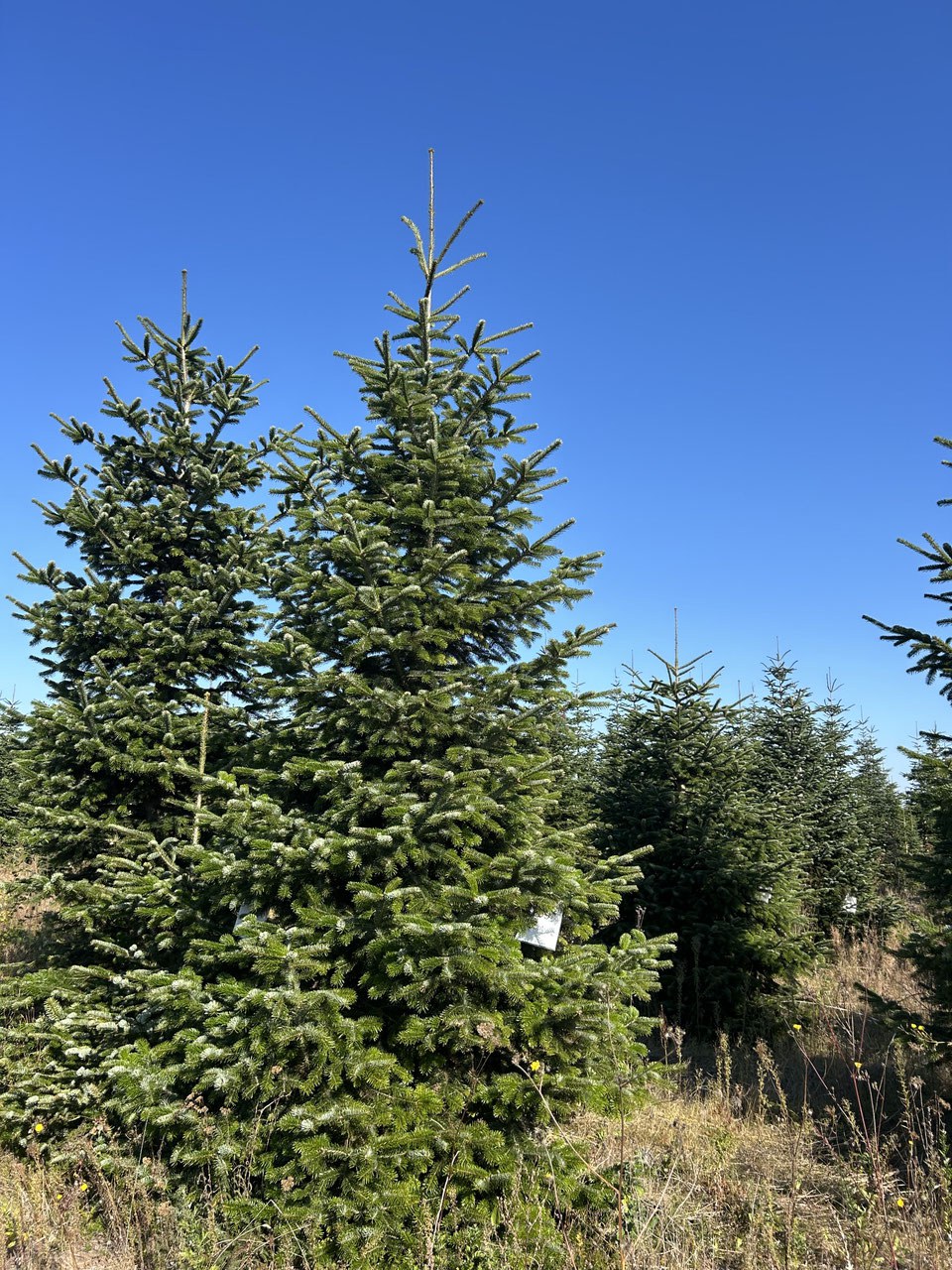 490cm Weihnachtsbaum, Nordmanntanne, 24G299