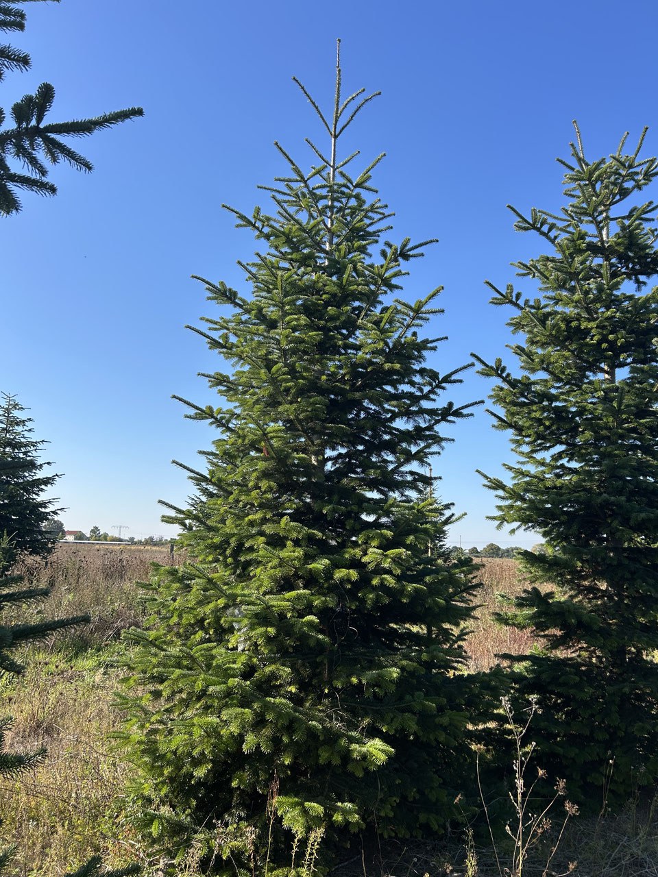 G299 image 2