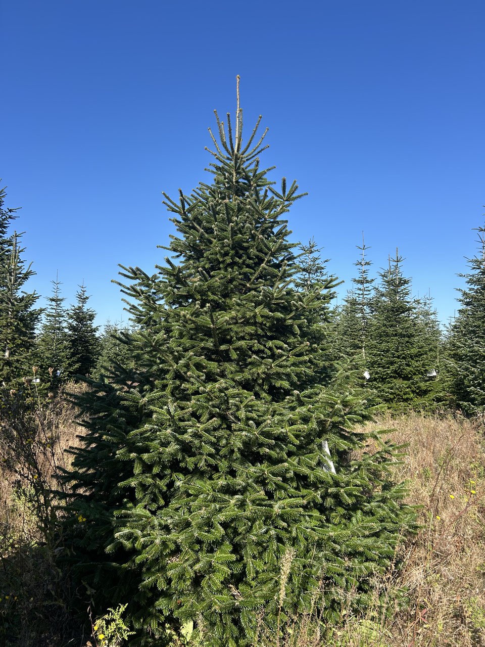 380cm Weihnachtsbaum, Nordmanntanne, 24G301