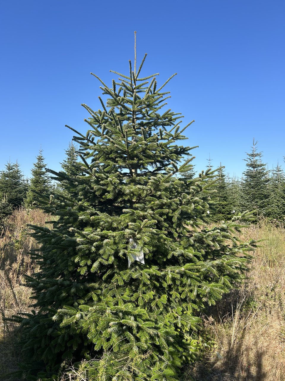 350cm Weihnachtsbaum, Nordmanntanne, 24G309