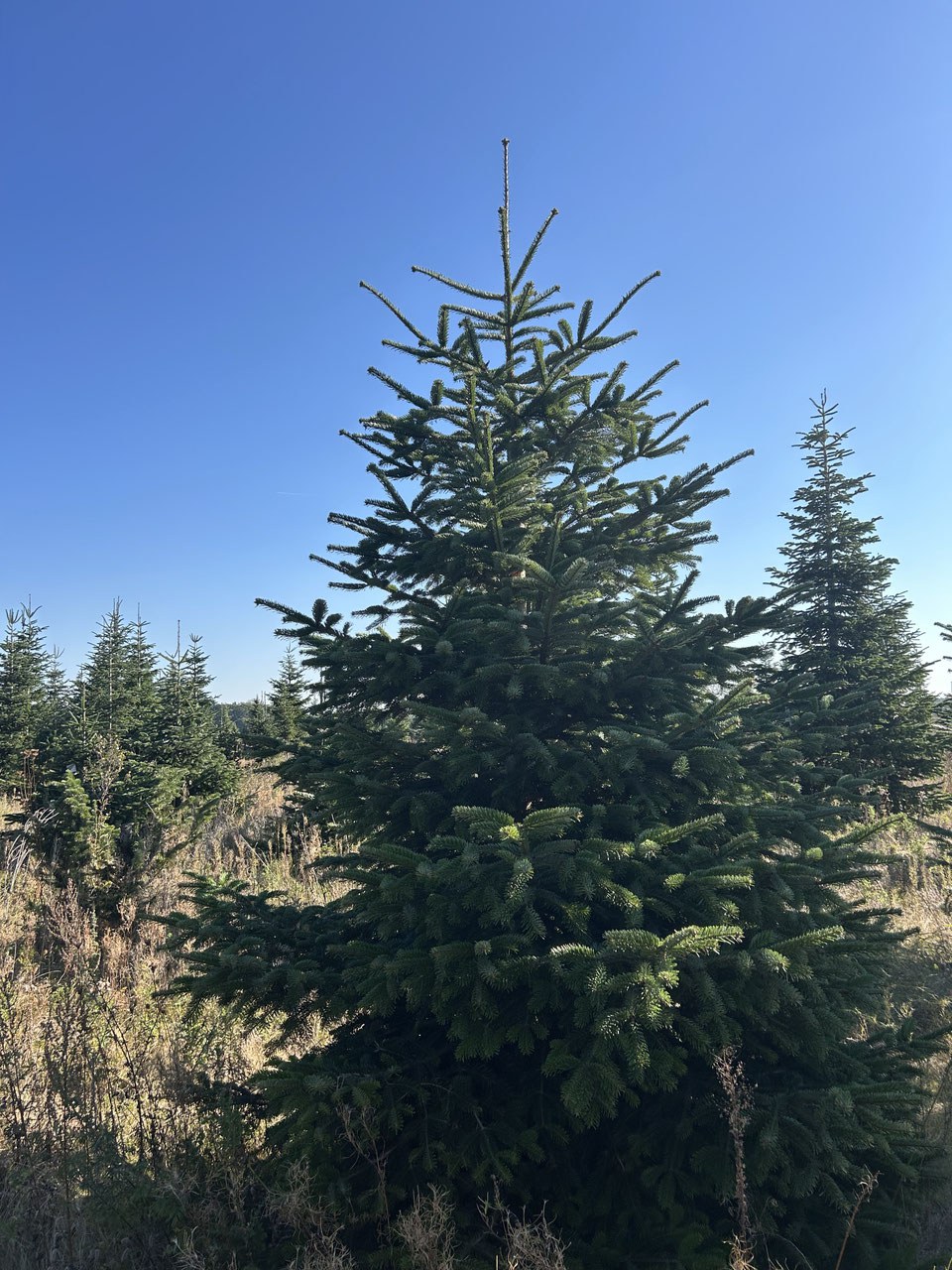 G309 image 2