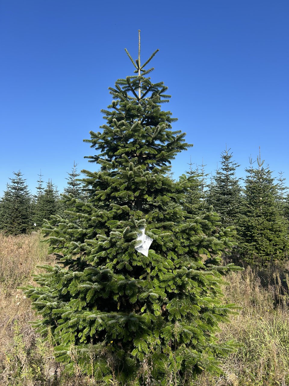 390cm Weihnachtsbaum, Nordmanntanne, 24G314