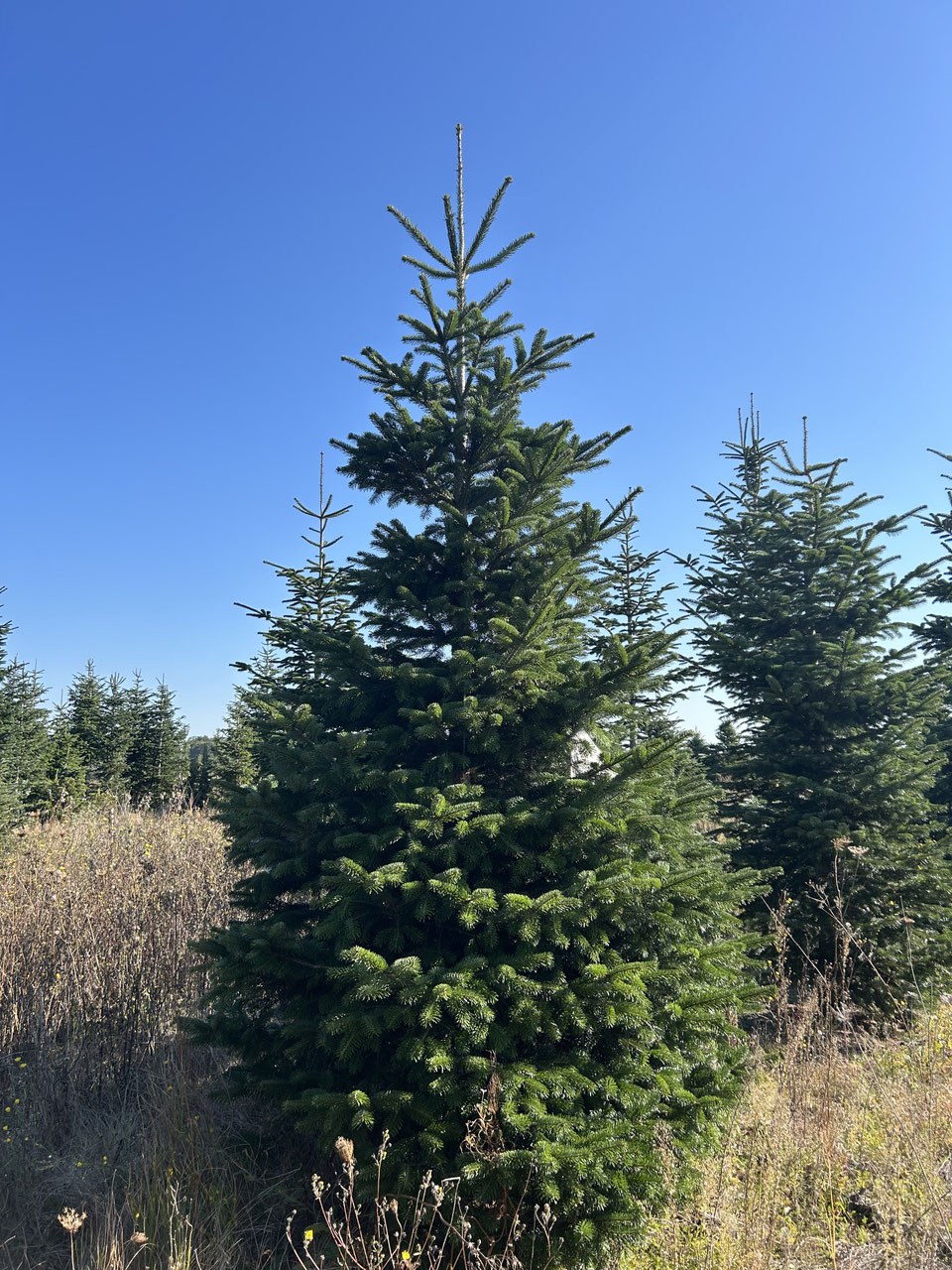 410cm Weihnachtsbaum, Nordmanntanne, 24G317