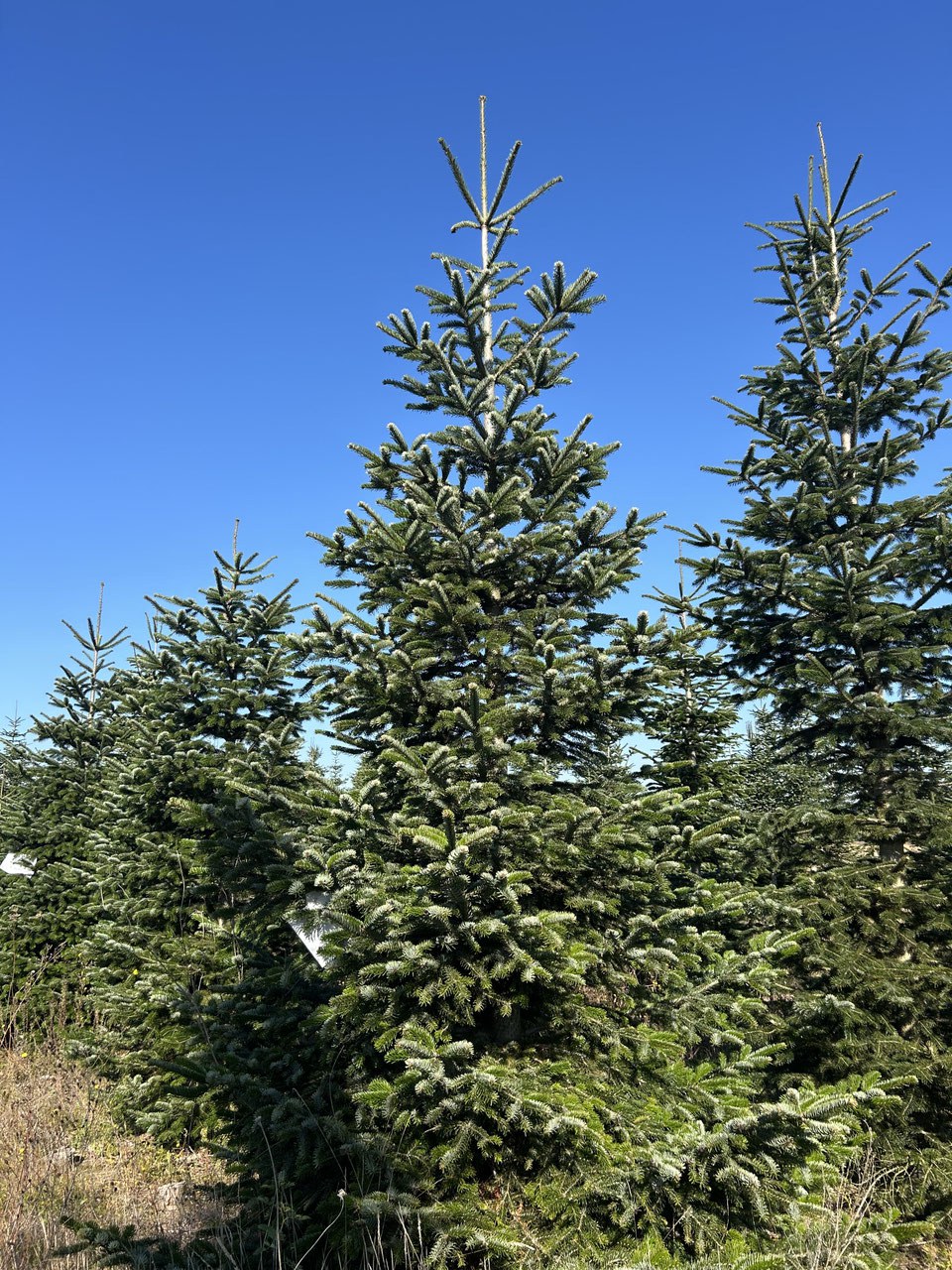 490cm Weihnachtsbaum, Nordmanntanne, 24G319