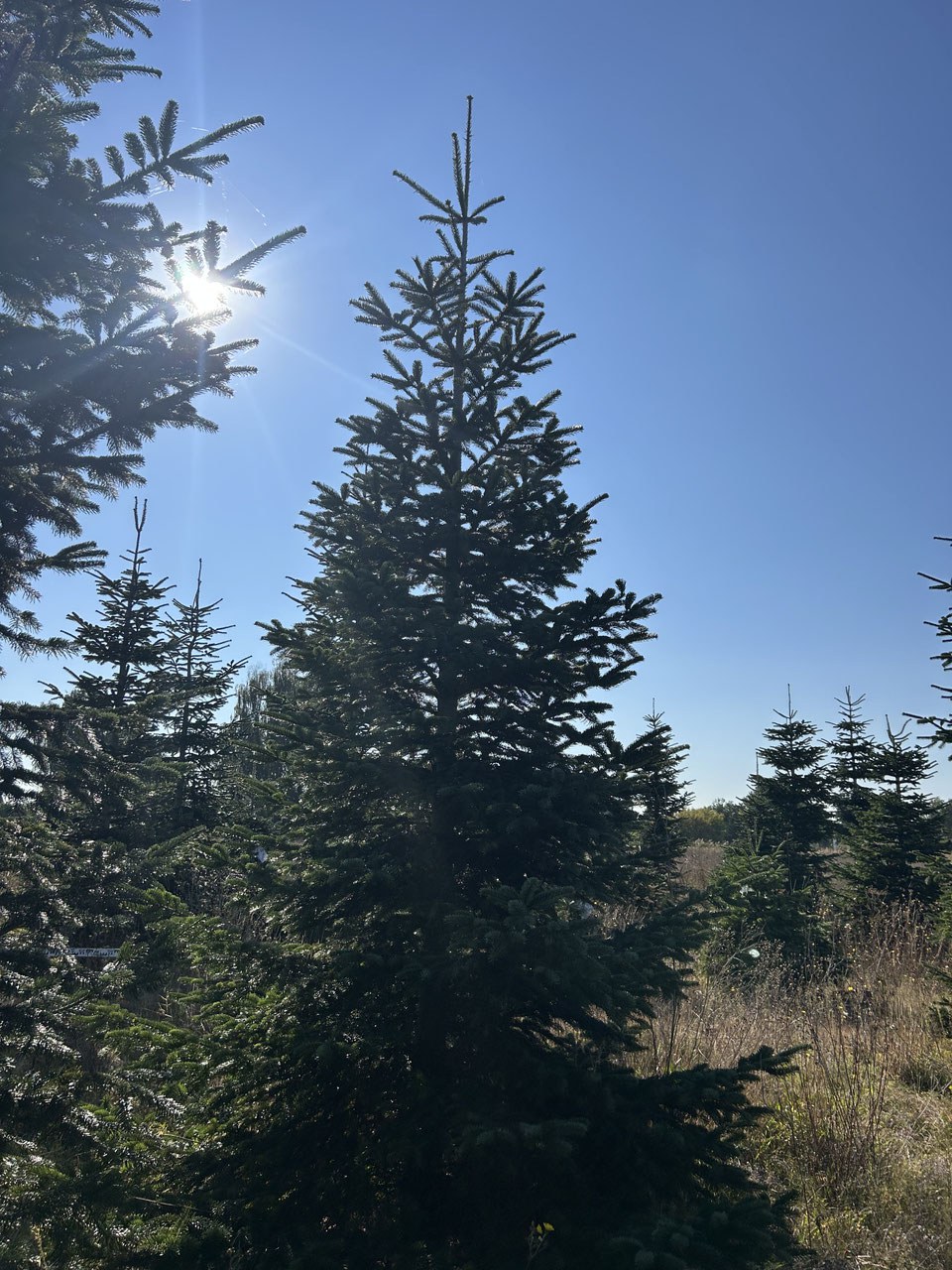 G319 image 2