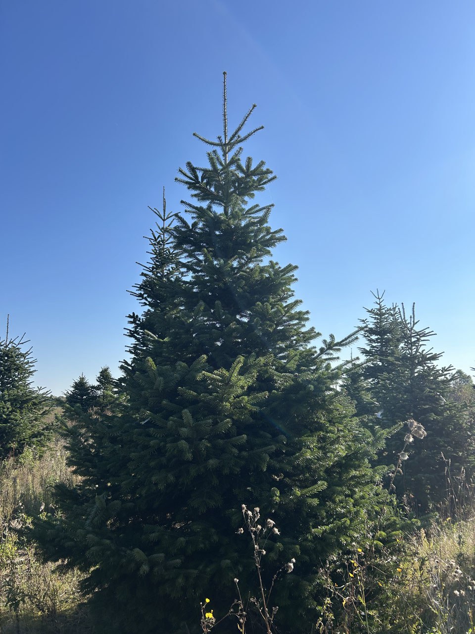 420cm Weihnachtsbaum, Nordmanntanne, 24G323